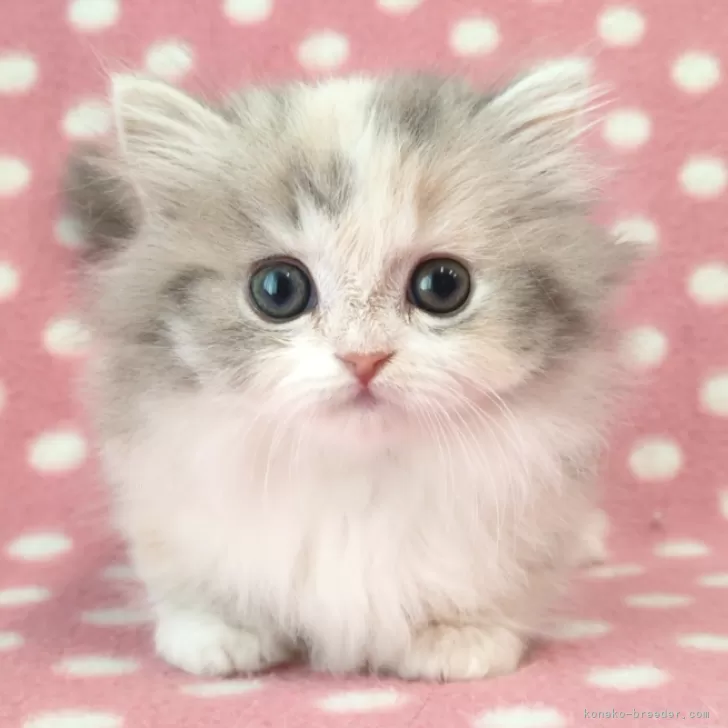 ID:2502-01664の子猫