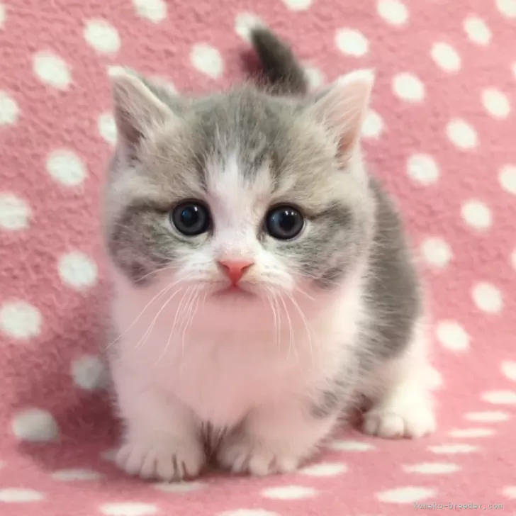 ID:2503-00273の子猫