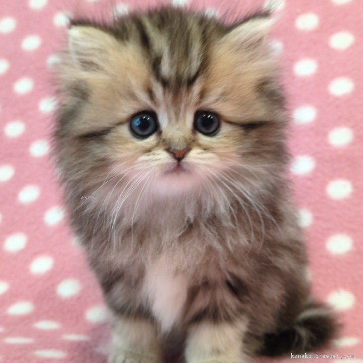 中ちゃん 様のお迎えした子猫