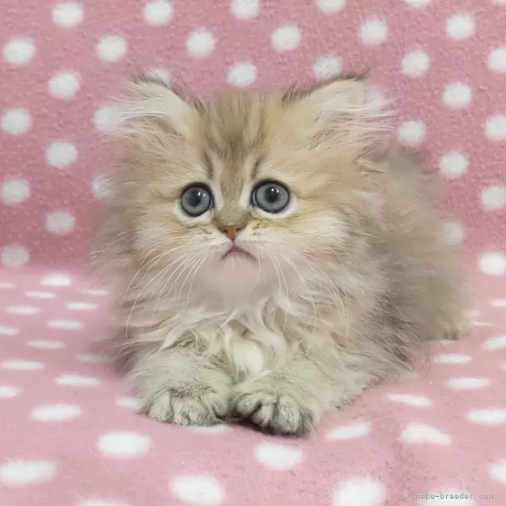 ID:2503-00384の子猫