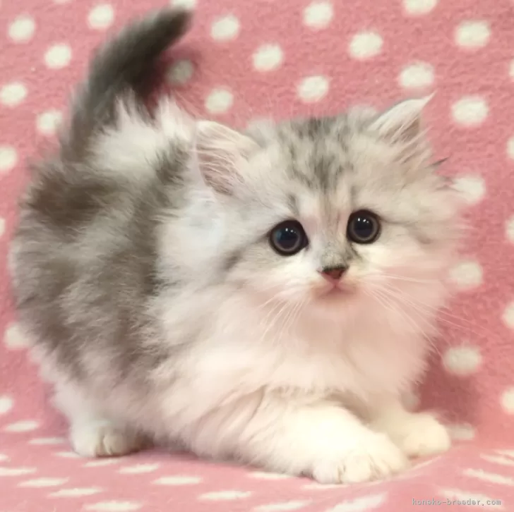 ID:2504-02208の子猫