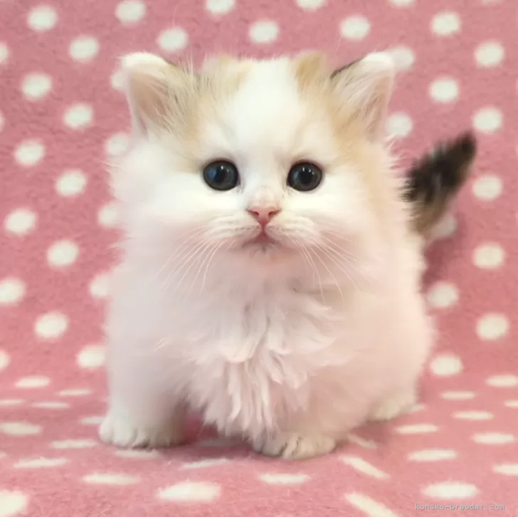ID:2504-00344の子猫