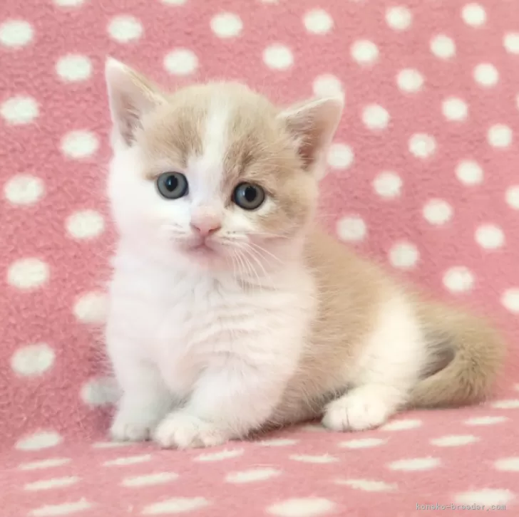 ID:2504-00339の子猫