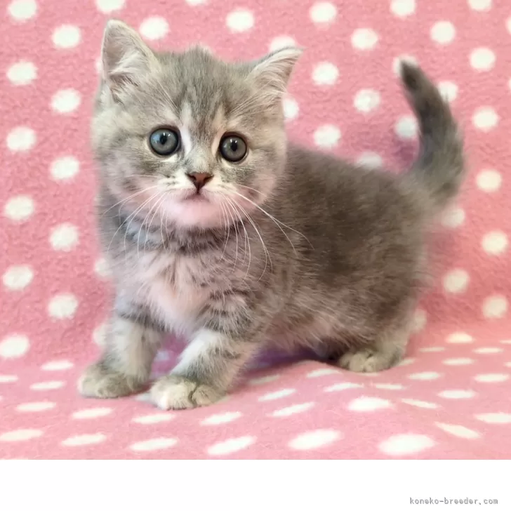 M.K 様のお迎えした子猫