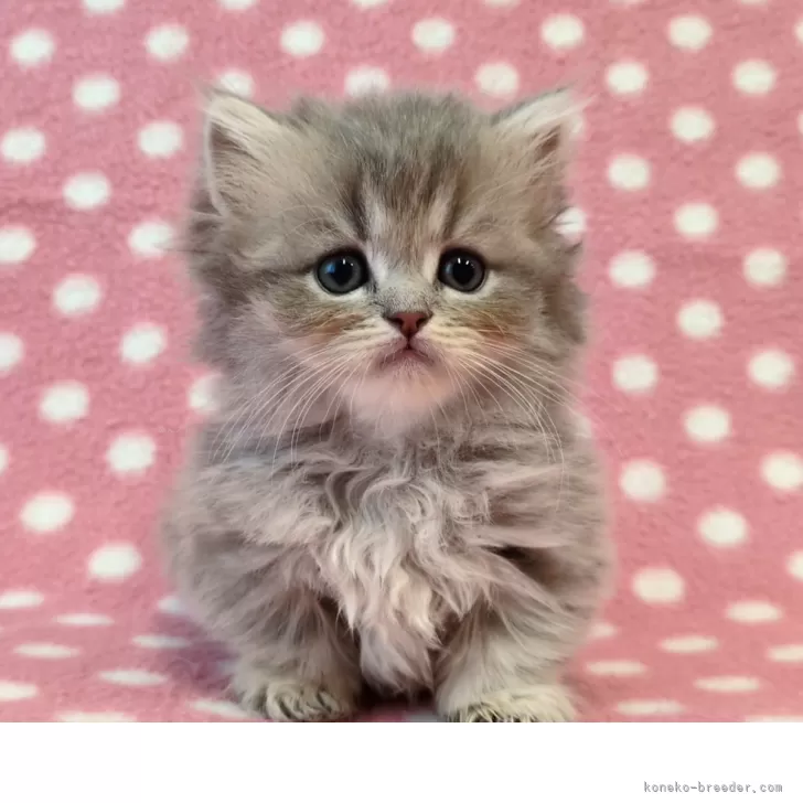 N.M 様のお迎えした子猫