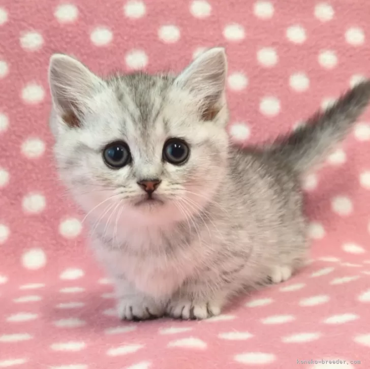 ID:2504-02207の子猫
