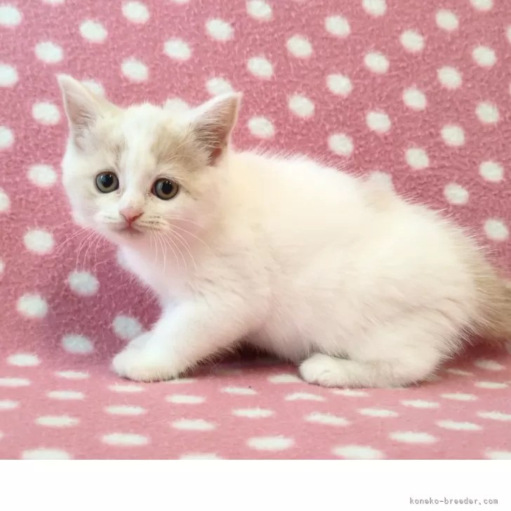 なつ 様のお迎えした子猫