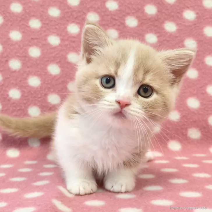 ID:2501-01521の子猫