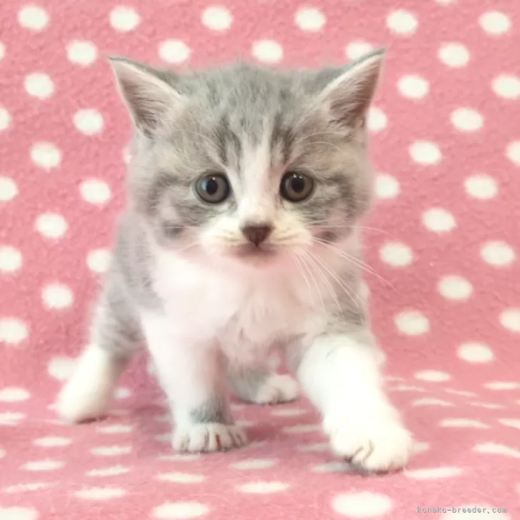 ひゅうま 様のお迎えした子猫