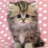 ペルシャ(チンチラ)