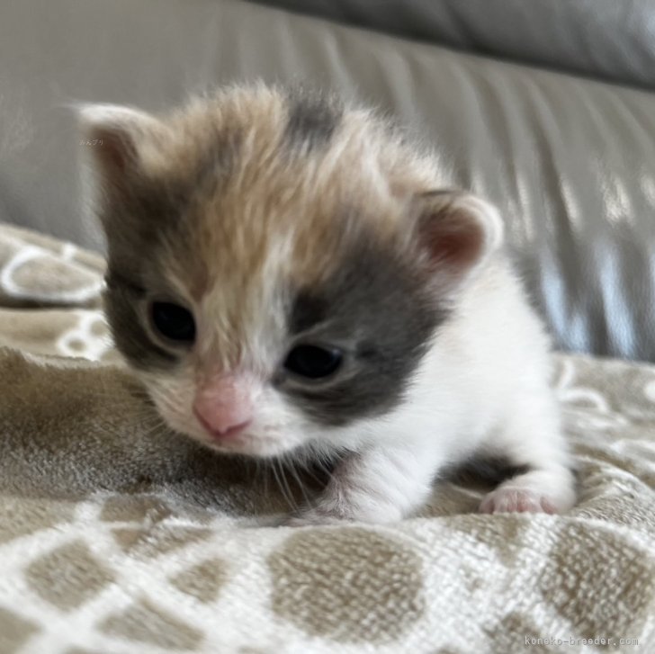 さとみっくす 様のお迎えした子猫