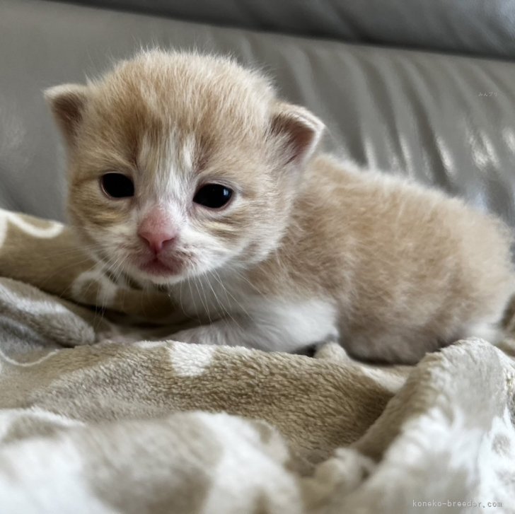 OA 様のお迎えした子猫