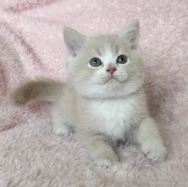 ID:2410-02064の子猫