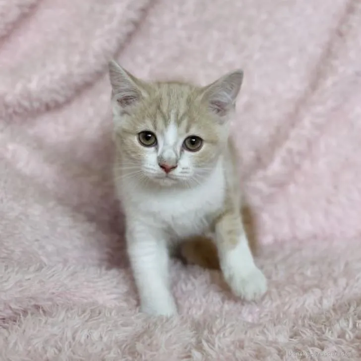 さっちん 様のお迎えした子猫