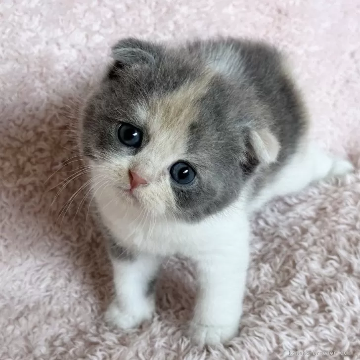 H.N 様のお迎えした子猫