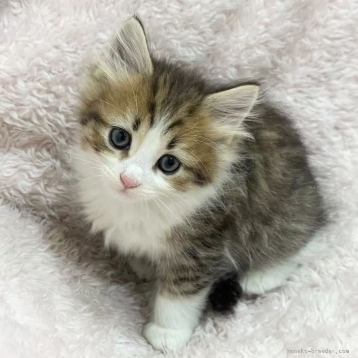 ID:2504-00670の子猫