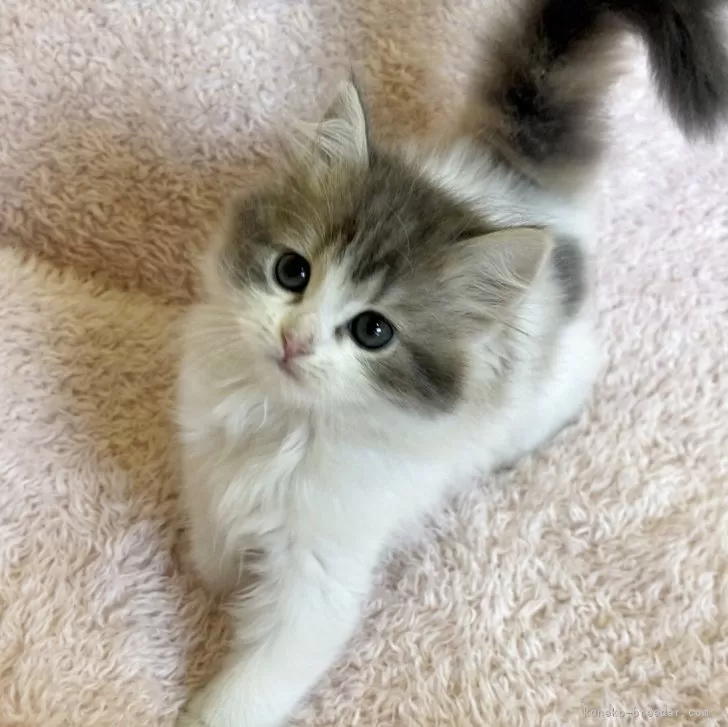 HK 様のお迎えした子猫