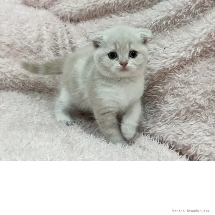 はるはる 様のお迎えした子猫
