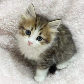 サイベリアン【三重県・男の子・2025年2月17日・ブラウンタビー&ホワイト】の写真「明るいブラウンです🩵」