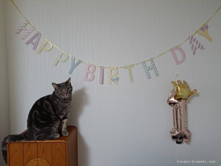 武内由佳ブリーダーのブログ：お誕生日おめでとう🎉