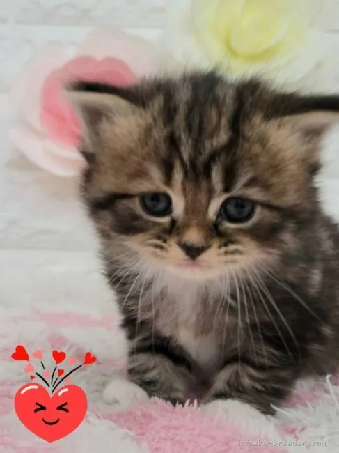 ID:2204-01411の子猫