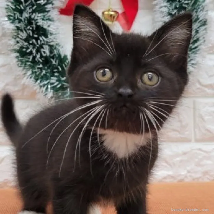 ID：2311-00903の子猫