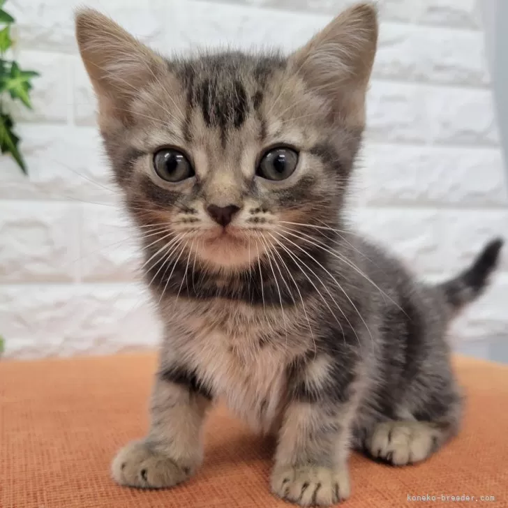 ID:2405-02709の子猫