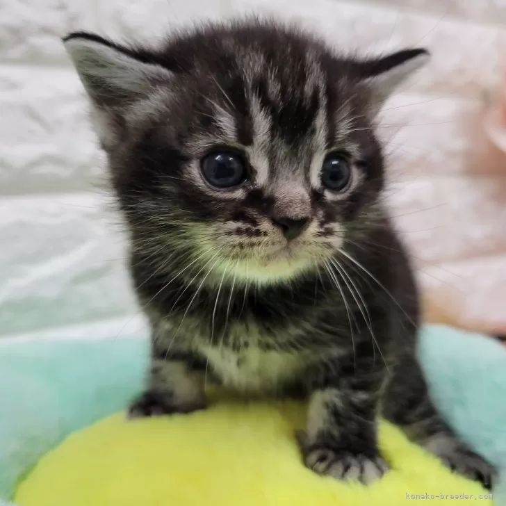 ID:2401-01453の子猫