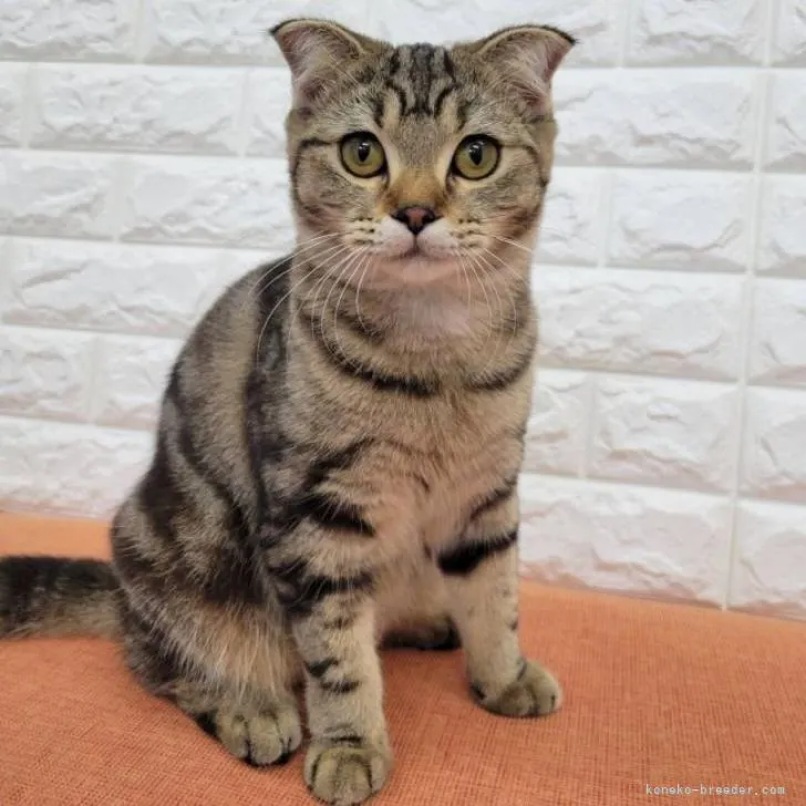 ID:2208-00058の子猫