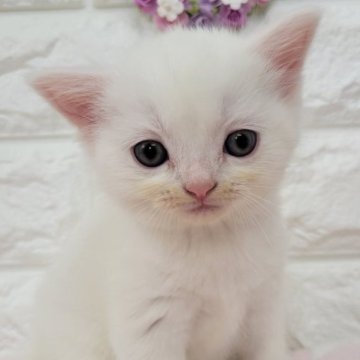 白猫の子猫を探す｜ブリーダー直販の子猫販売【みんなの子猫ブリーダー