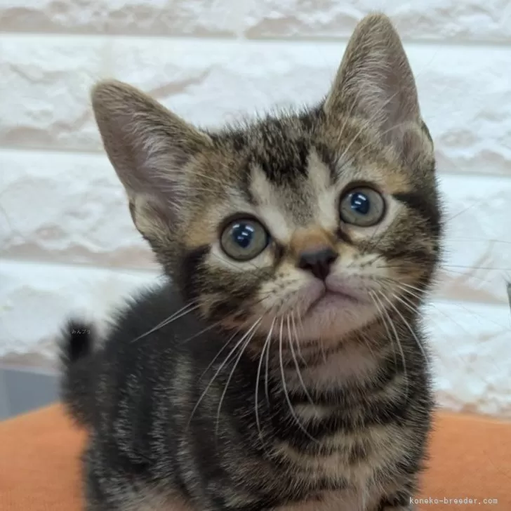 ID:2503-02940の子猫
