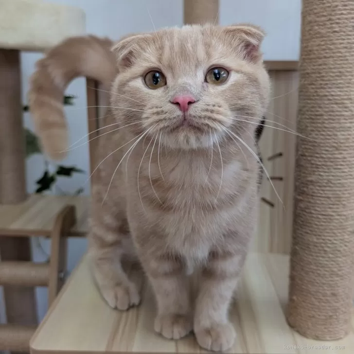 ID:2411-02015の子猫