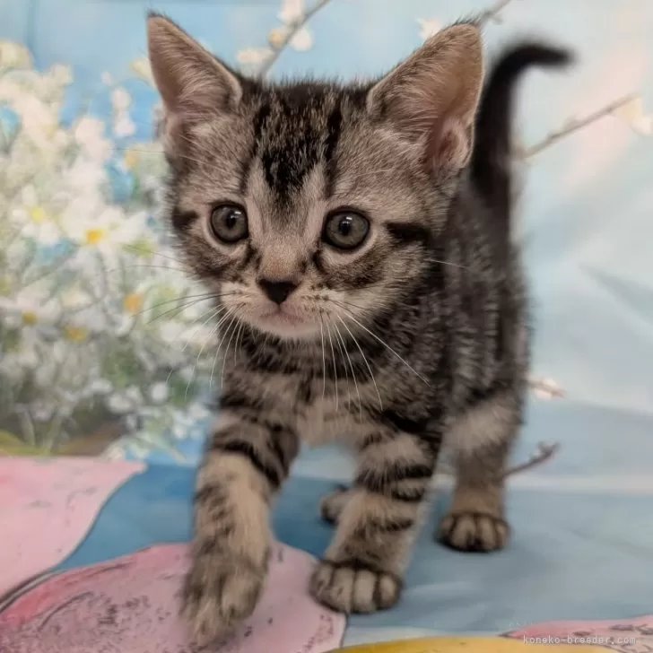 ID:2504-02067の子猫
