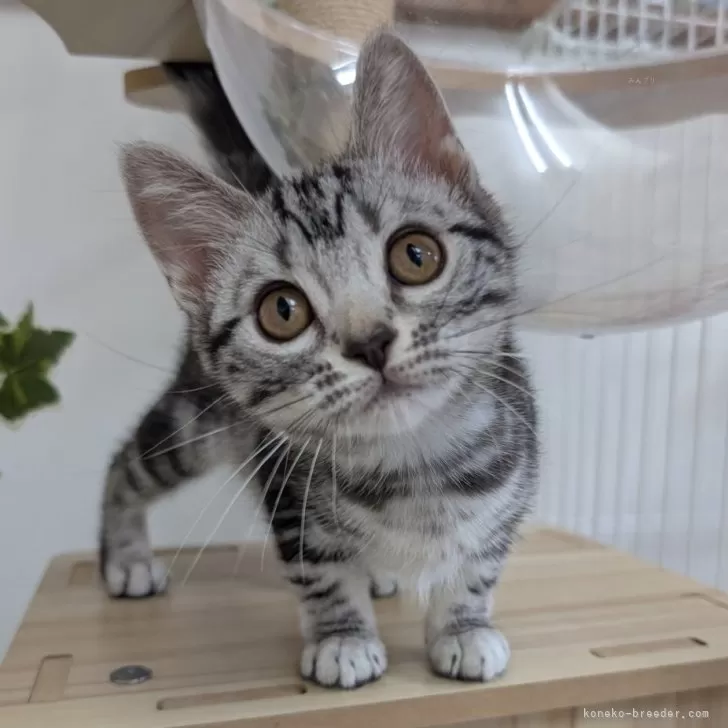 ID:2504-03111の子猫