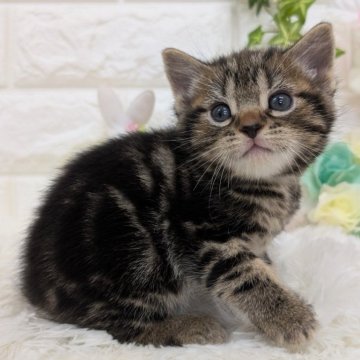 アメリカンショートヘア【大阪府・女の子・2025年2月20日・ブラウンタビー】の写真「かわいいお顔してます💞」