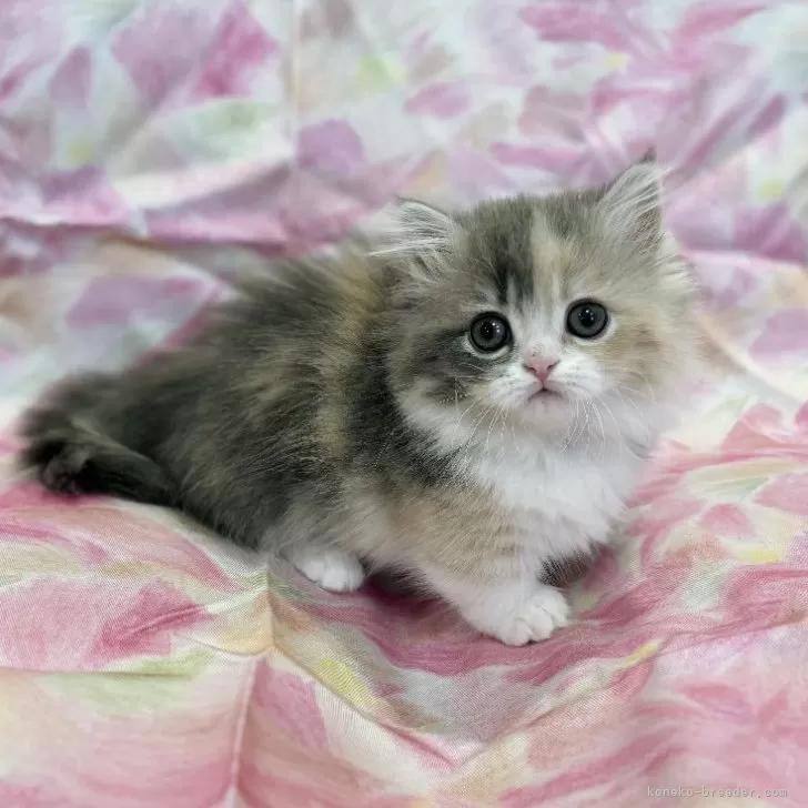 ID:2501-00559の子猫