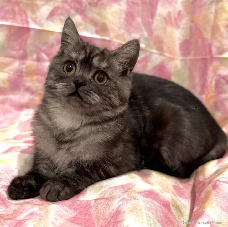 ID:2409-00452の子猫