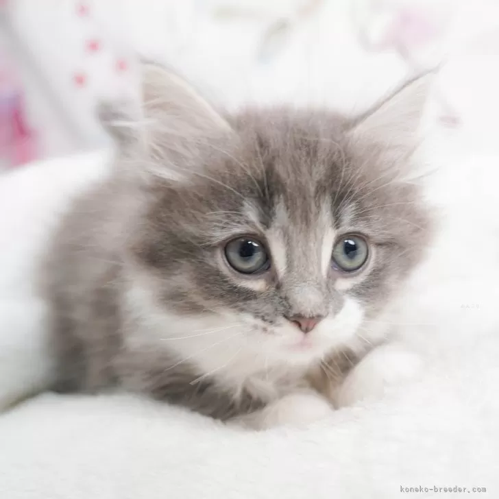 ID:2405-00592の子猫