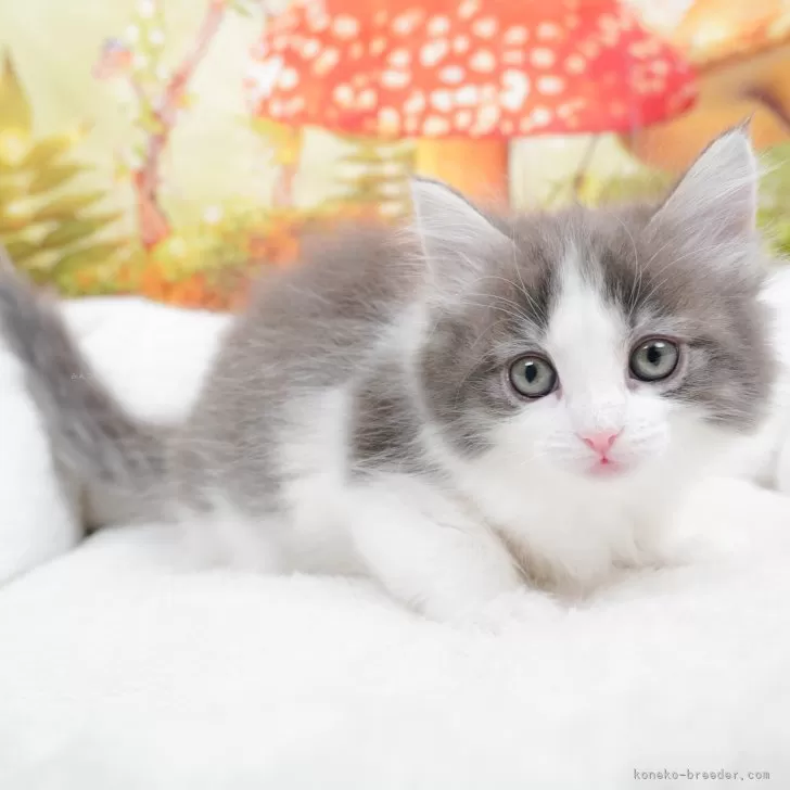 ID:2405-00589の子猫
