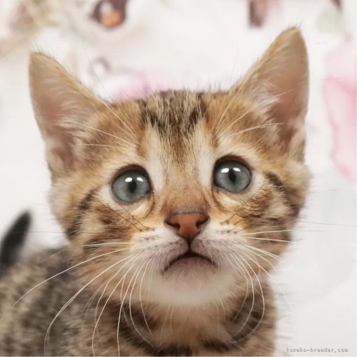 ID:2404-00095の子猫