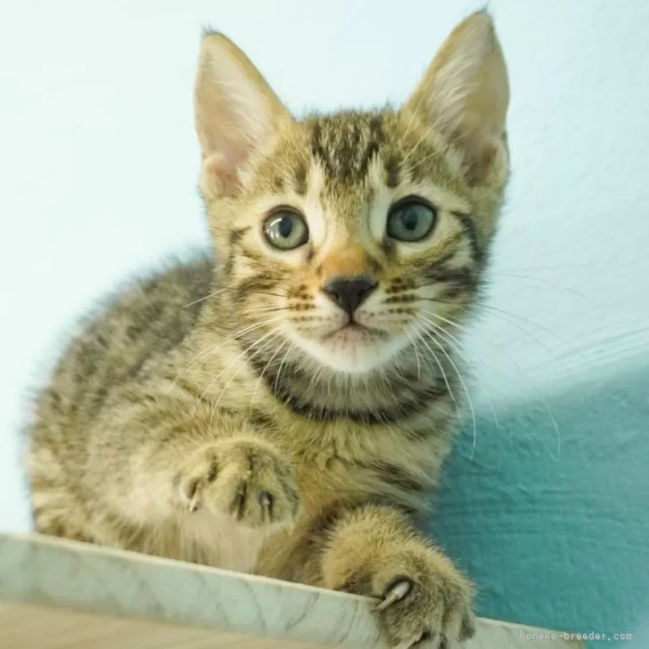 ID:2312-02260の子猫