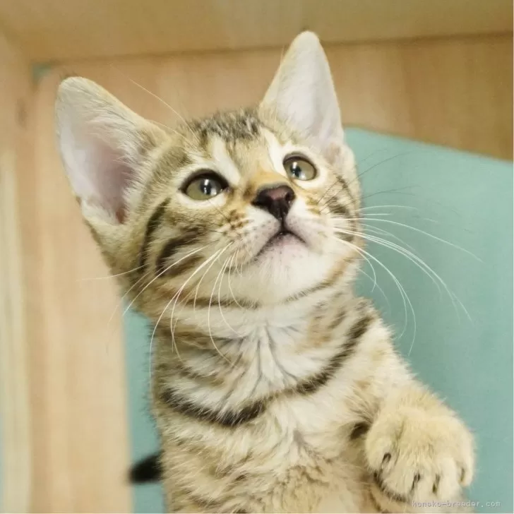 ID:2312-02266の子猫