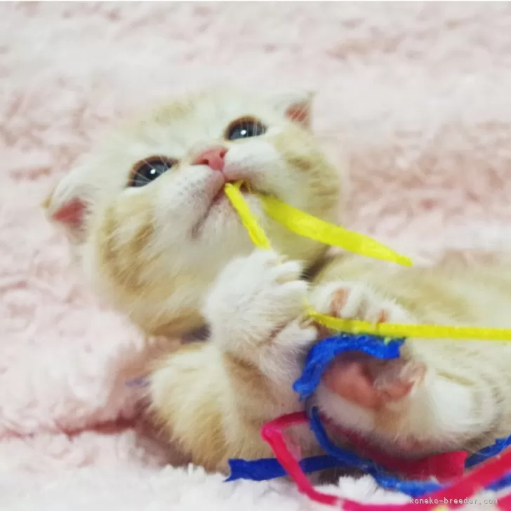 ID:2501-02395の子猫