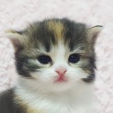 スコティッシュフォールド(立ち耳)