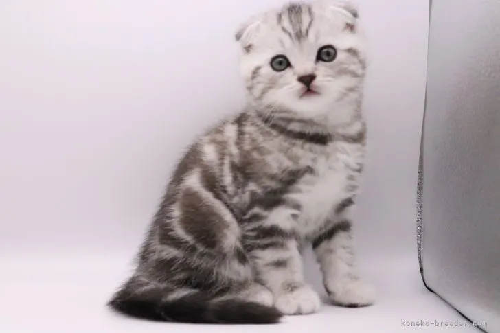 ID:2205-00486の子猫