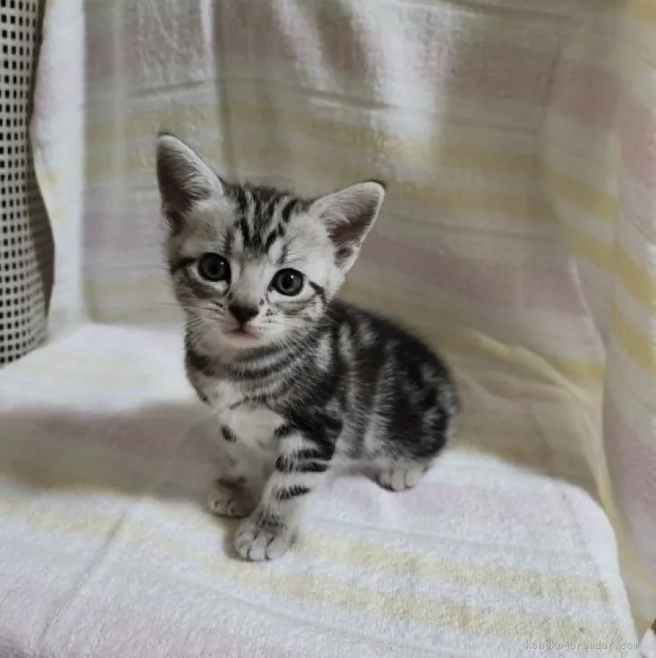 ID:2303-00226の子猫
