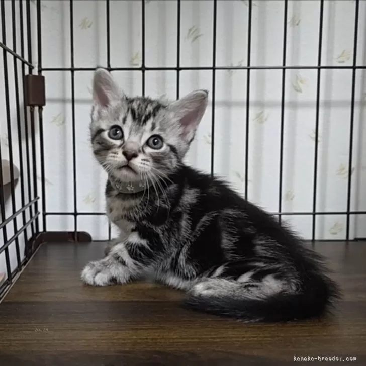 ID:2502-02127の子猫