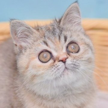 ミヌエット(長足)【千葉県・女の子・2024年12月6日・ブラウンパッチドタビー&ホワイト（ふわさら）】の写真「マイペースな不思議ちゃん」