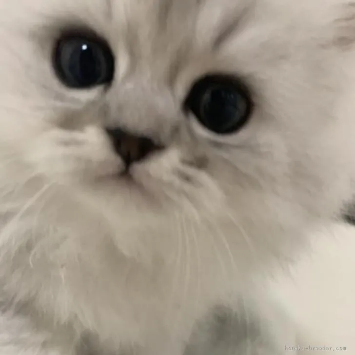 ID:2302-01452の子猫