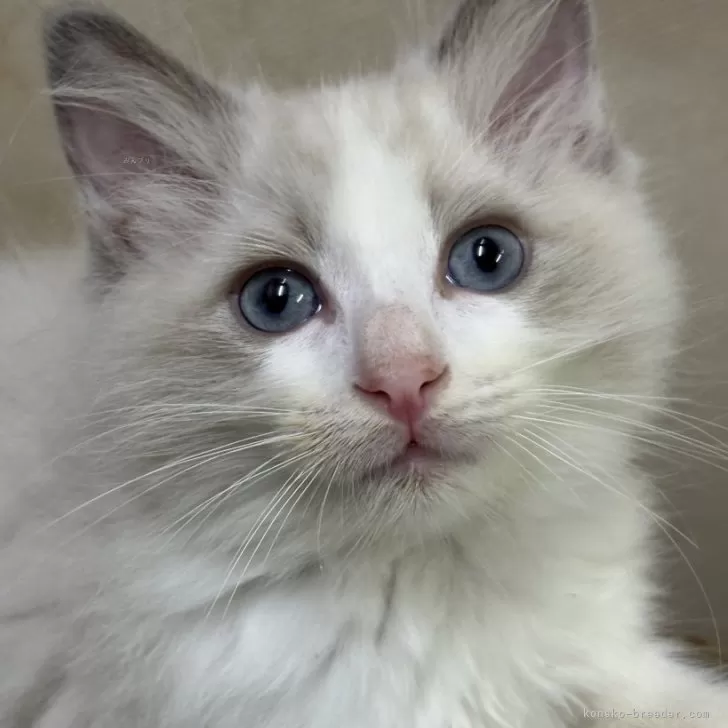 ID:2410-00238の子猫